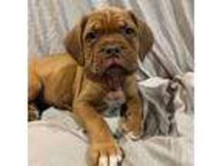 American Bull Dogue De Bordeaux Puppy for sale in Tuckasegee, NC, USA