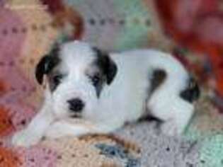Mutt Puppy for sale in Attica, KS, USA