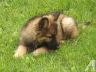 German Shepherd Dog Puppy for sale in DILWORTH, MN, USA