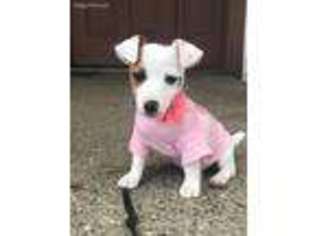 Jack Russell Terrier Puppy for sale in Blaine, WA, USA