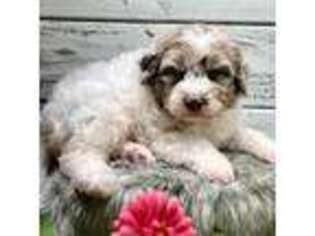 Mutt Puppy for sale in Castle Hayne, NC, USA