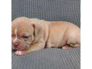 Olde English Bulldogge Puppy for sale in Spring Valley, MN, USA