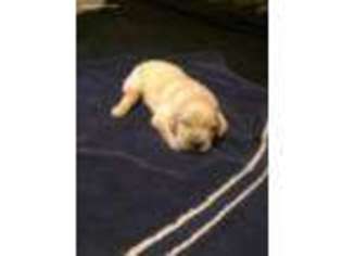 Golden Retriever Puppy for sale in Williamstown, KY, USA
