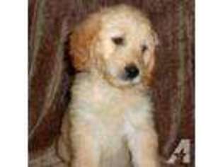 Goldendoodle Puppy for sale in LAKEVILLE, MA, USA