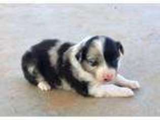 Australian Shepherd Puppy for sale in Stilwell, OK, USA