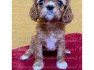 Cavalier King Charles Spaniel Puppy for sale in Fort White, FL, USA