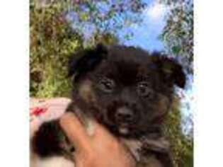 Australian Shepherd Puppy for sale in Escondido, CA, USA
