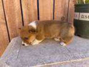 Pembroke Welsh Corgi Puppy for sale in San Bernardino, CA, USA