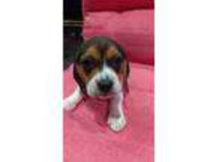 Beagle Puppy for sale in Staten Island, NY, USA