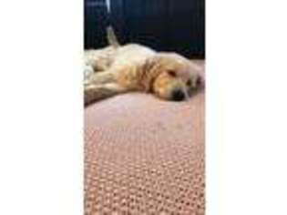 Golden Retriever Puppy for sale in Aptos, CA, USA