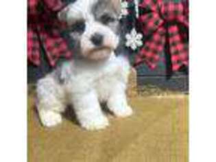 Mutt Puppy for sale in Williamson, WV, USA