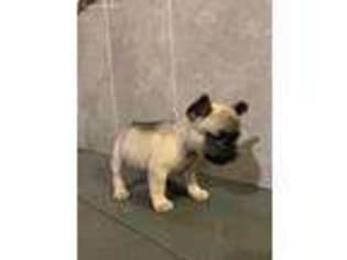 French Bulldog Puppy for sale in Anderson, SC, USA