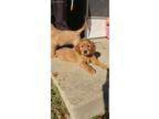 Golden Retriever Puppy for sale in Sellersburg, IN, USA