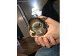 Labrador Retriever Puppy for sale in New Castle, VA, USA