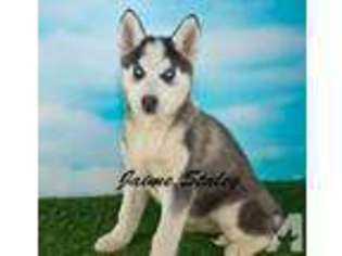 Siberian Husky Puppy for sale in CANTON, OH, USA