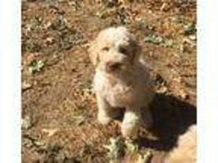 Labradoodle Puppy for sale in Somerset, CA, USA