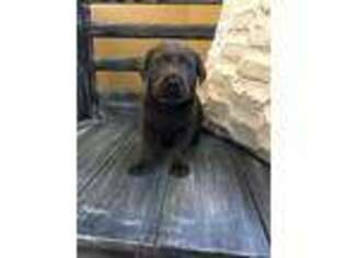 Labrador Retriever Puppy for sale in Pulaski, MS, USA