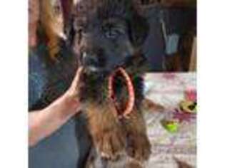 German Shepherd Dog Puppy for sale in Six Mile Run, PA, USA