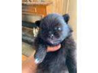 Pomeranian Puppy for sale in Geneva, FL, USA