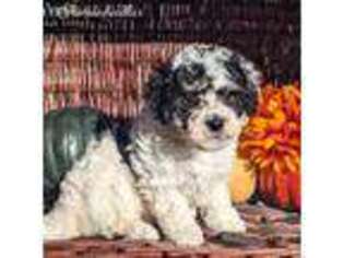 Mutt Puppy for sale in Louisville, KY, USA