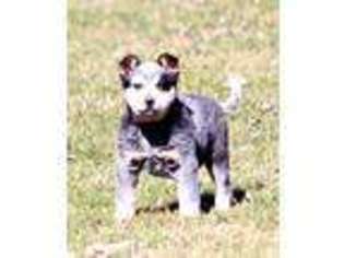 Australian Cattle Dog Puppy for sale in Lerna, IL, USA