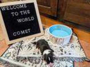 Pembroke Welsh Corgi Puppy for sale in Bellows Falls, VT, USA