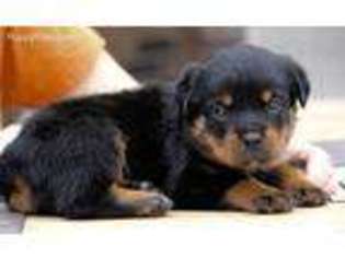 Rottweiler Puppy for sale in Reeds Spring, MO, USA