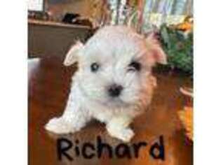 Maltese Puppy for sale in Middletown, NY, USA