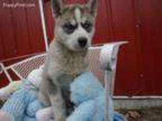 Siberian Husky Puppy for sale in San Pierre, IN, USA