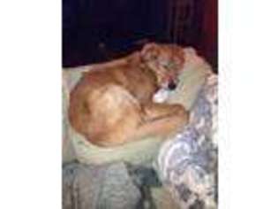 Doberman Pinscher Puppy for sale in HAMPTON FALLS, NH, USA