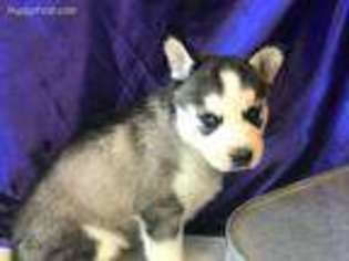 Medium Photo #1 Alaskan Husky Puppy For Sale in Monett, MO, USA