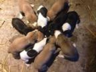 Great Dane Puppy for sale in Sanford, NC, USA