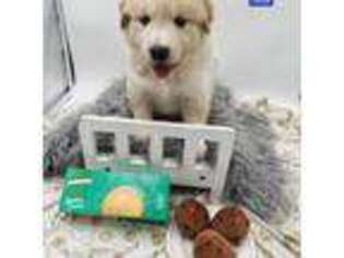 Samoyed Puppy for sale in Largo, FL, USA