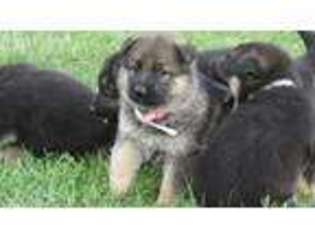 German Shepherd Dog Puppy for sale in La Plata, MO, USA