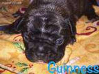 French Bulldog Puppy for sale in Cedar Creek, TX, USA