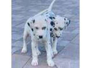 Dalmatian Puppy for sale in Newport Beach, CA, USA