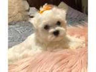 Maltese Puppy for sale in Hephzibah, GA, USA
