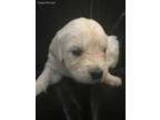 Mutt Puppy for sale in Matthews, NC, USA