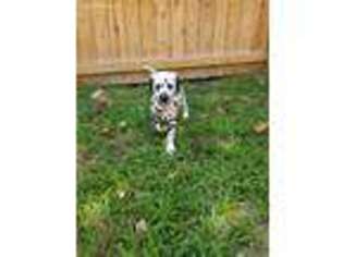 Dalmatian Puppy for sale in Pikeville, KY, USA