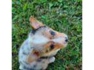 Cardigan Welsh Corgi Puppy for sale in Clever, MO, USA