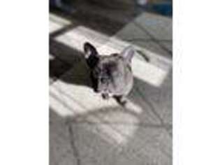 French Bulldog Puppy for sale in Severn, MD, USA