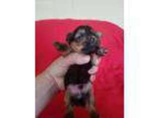 Yorkshire Terrier Puppy for sale in Burlington, NC, USA