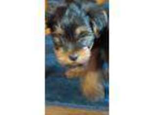 Yorkshire Terrier Puppy for sale in Marietta, PA, USA