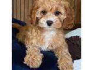 Cavapoo Puppy for sale in Topeka, IN, USA