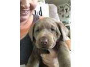 Labrador Retriever Puppy for sale in Fort Valley, GA, USA