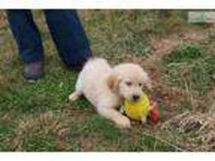 Golden Retriever Puppy for sale in Reading, PA, USA