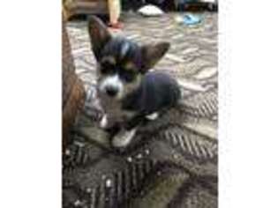 Pembroke Welsh Corgi Puppy for sale in Wing, ND, USA