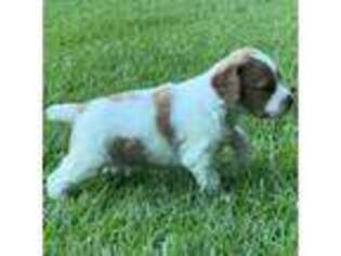 Brittany Puppy for sale in Ambrose, GA, USA