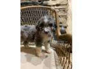 Mutt Puppy for sale in Munroe Falls, OH, USA