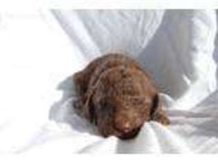 Labradoodle Puppy for sale in Center Ridge, AR, USA